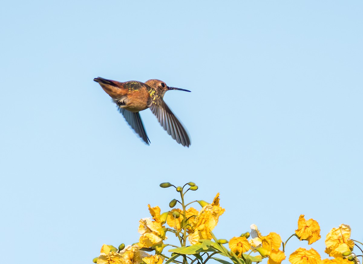 chaparralkolibri - ML622057534