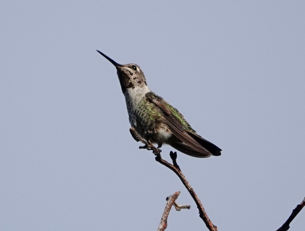 Anna's Hummingbird - ML622057535