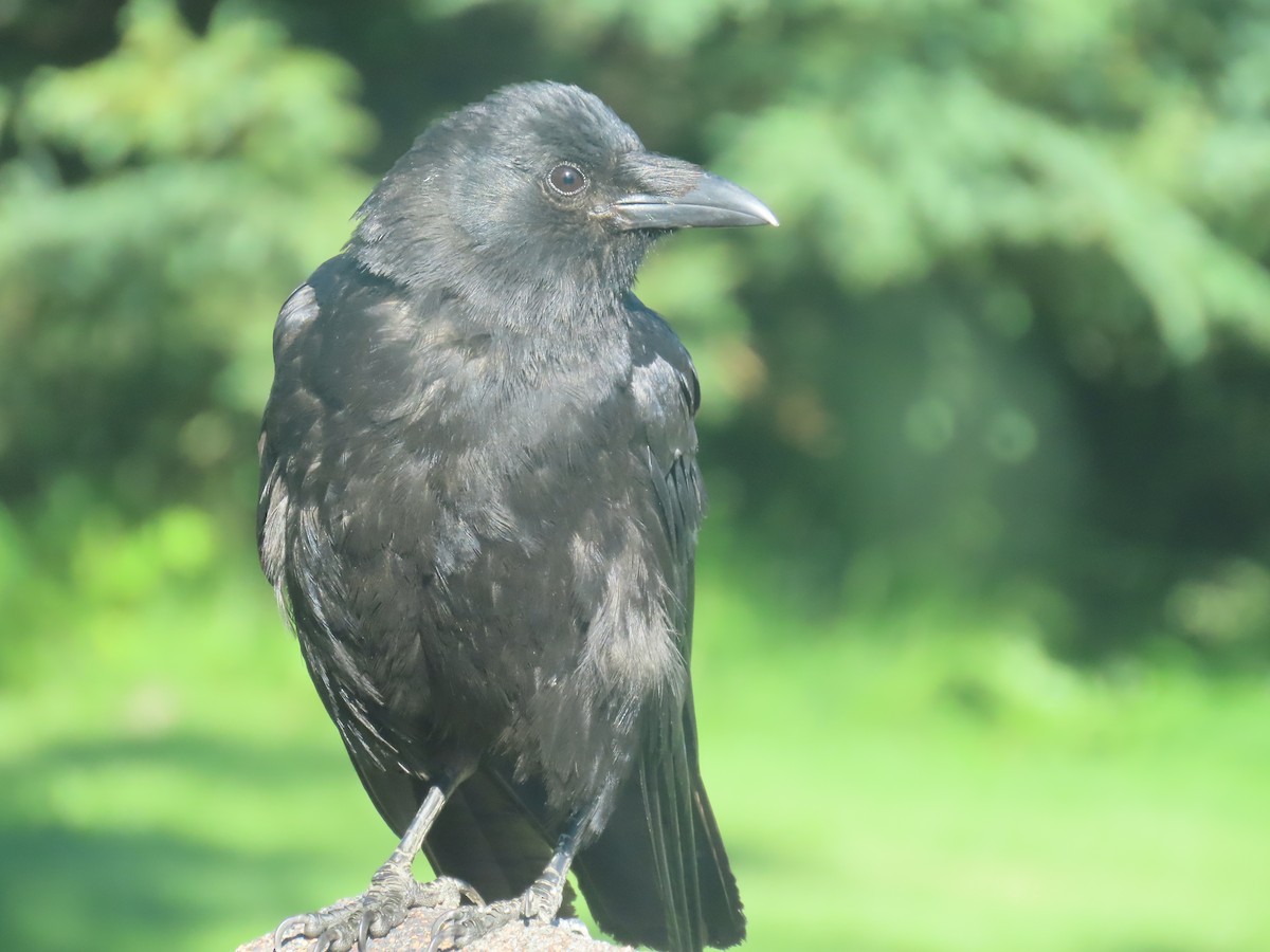 American Crow - ML622057536