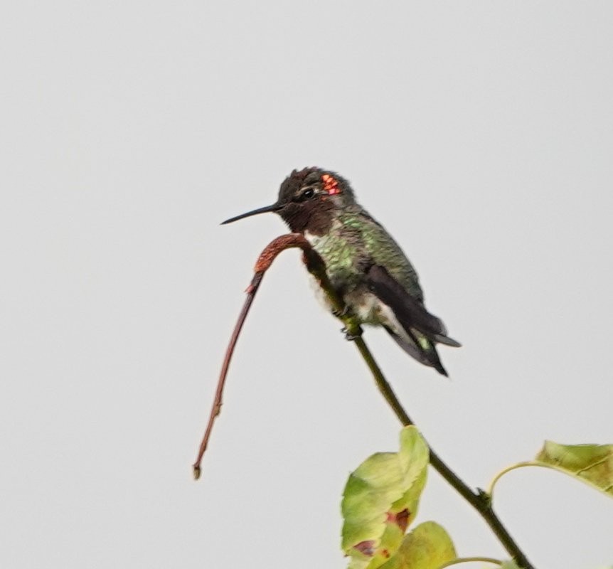 Anna's Hummingbird - ML622057537