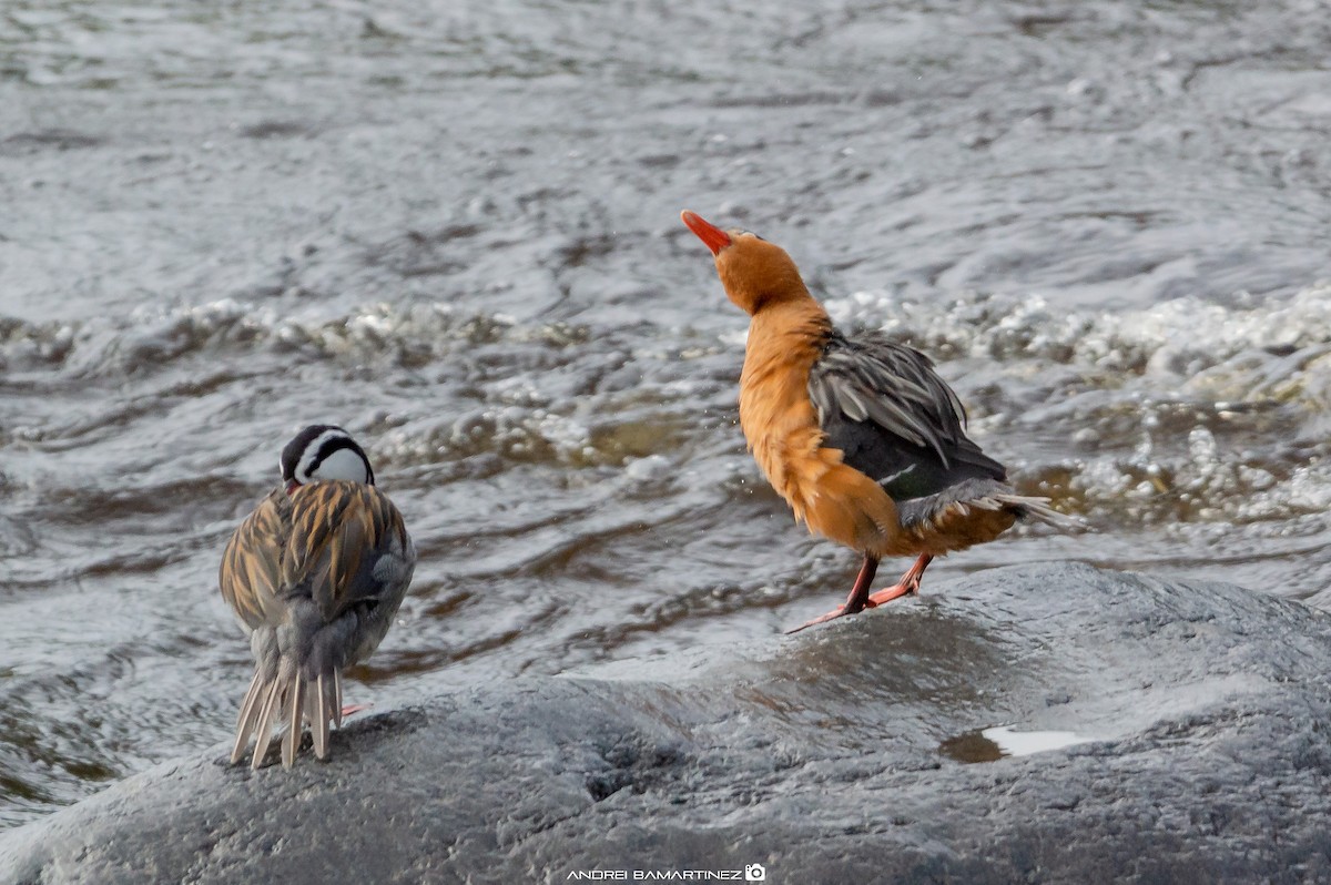 Torrent Duck - ML622057542