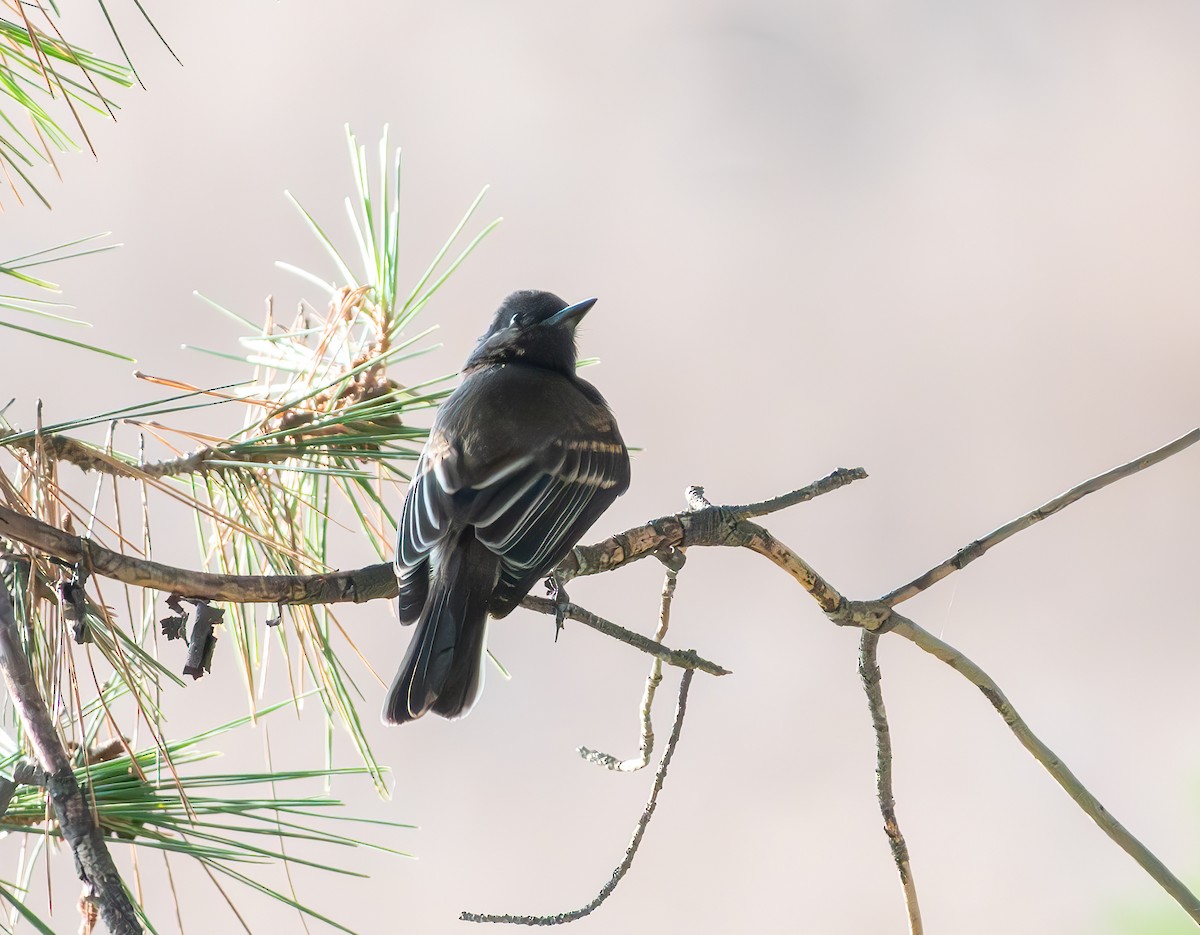 Black Phoebe - ML622057543