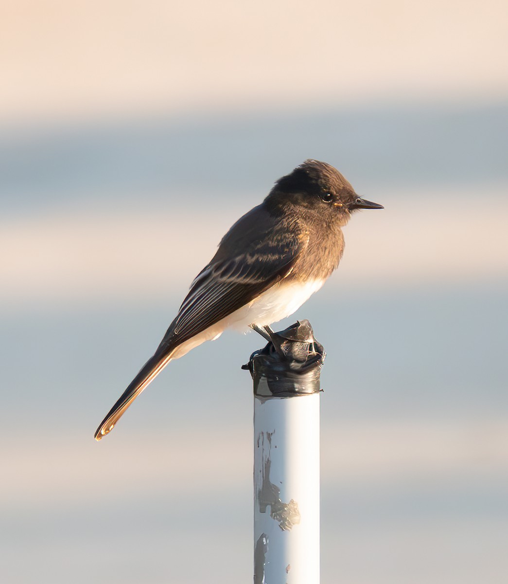 Black Phoebe - ML622057544