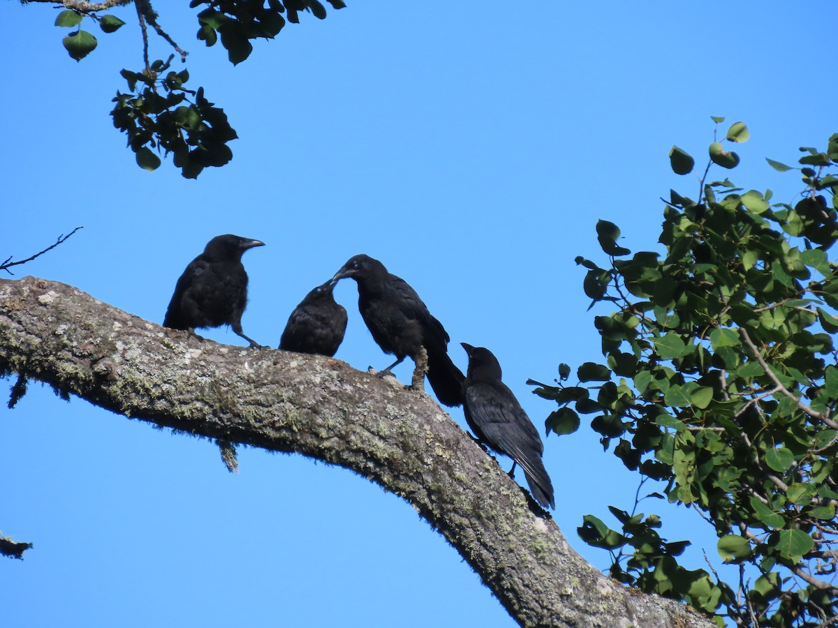 American Crow - ML622057546