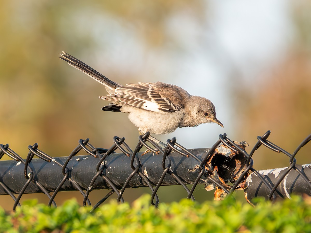 Northern Mockingbird - ML622057547