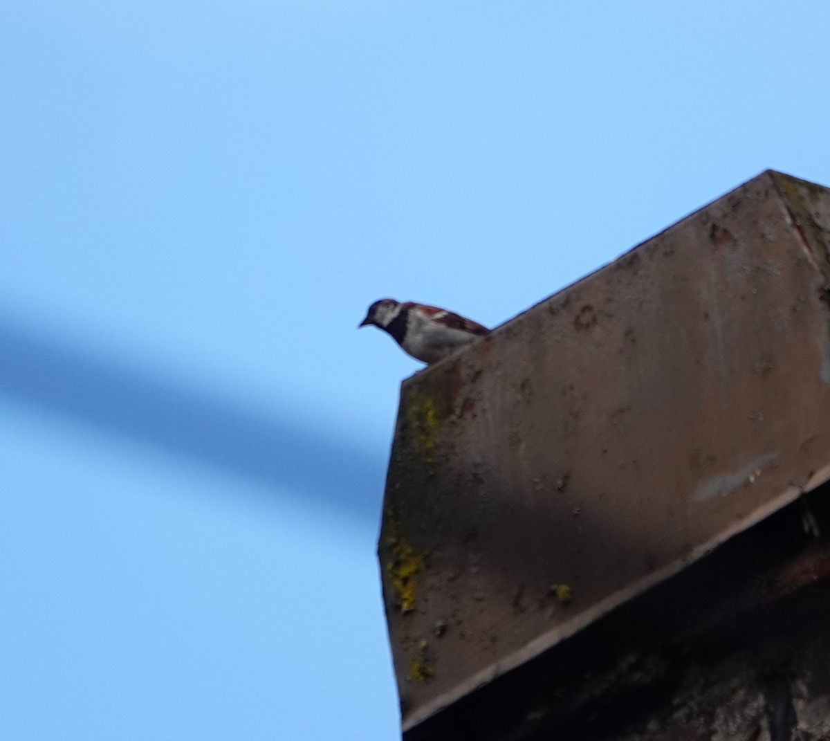 House Sparrow - ML622057548