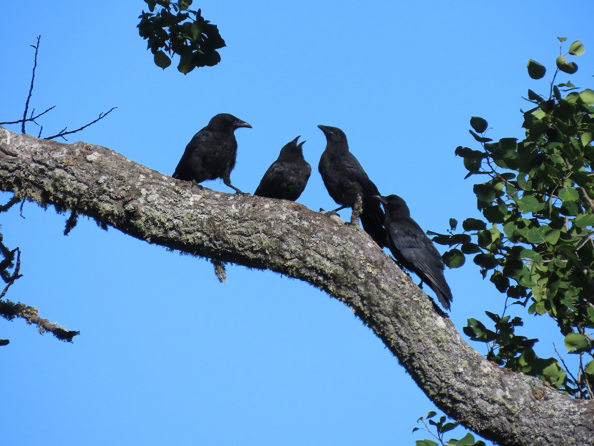 American Crow - ML622057549