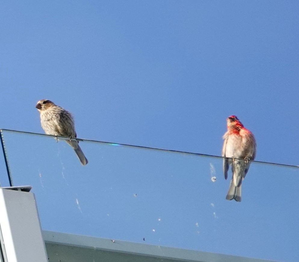 House Finch - ML622057550