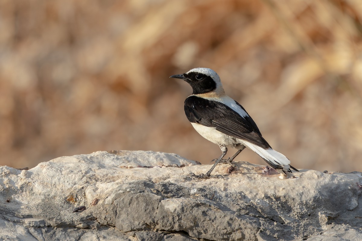 Eastern Black-eared Wheatear - ML622057551