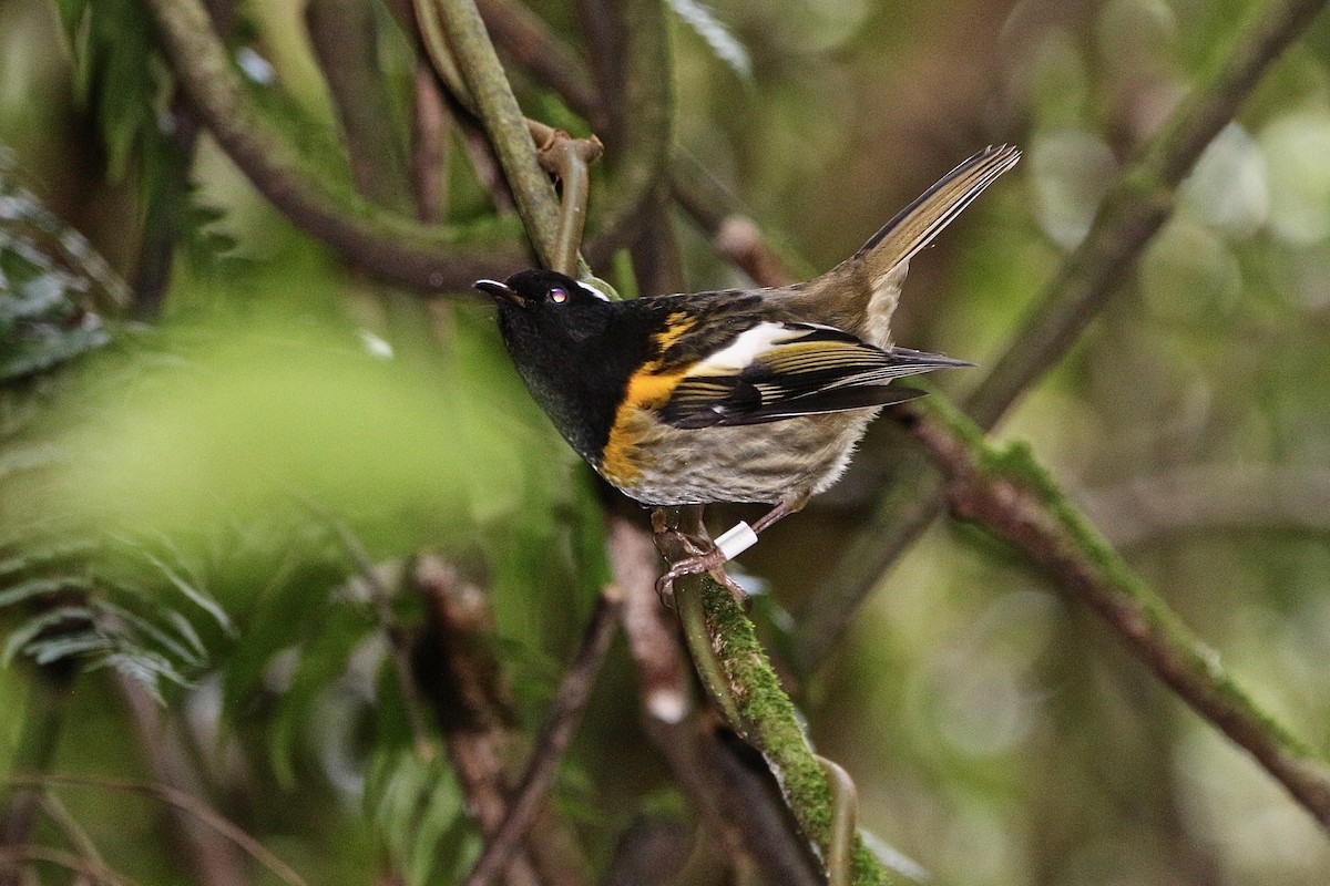 Stitchbird - Pauline and Ray Priest