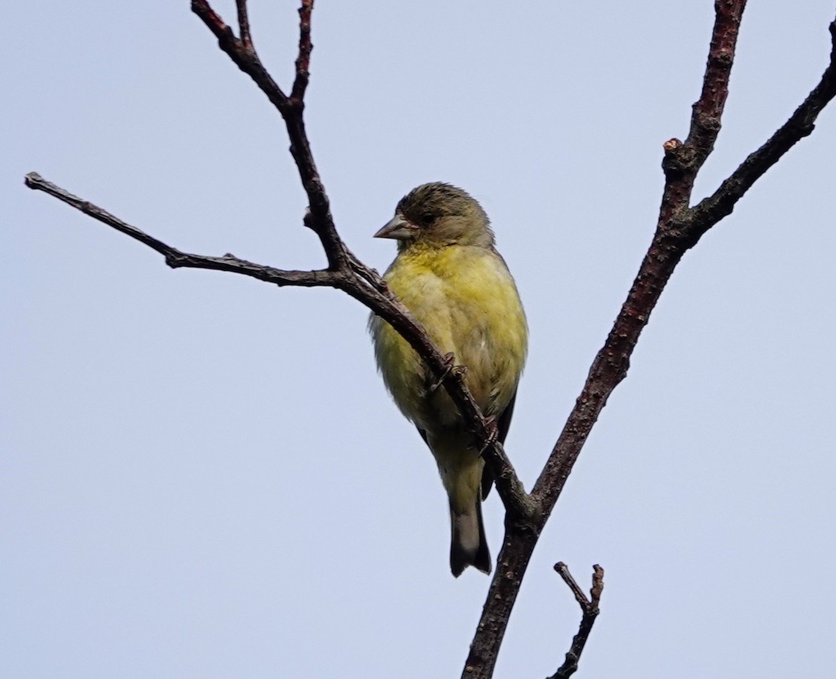 Lesser Goldfinch - ML622057553