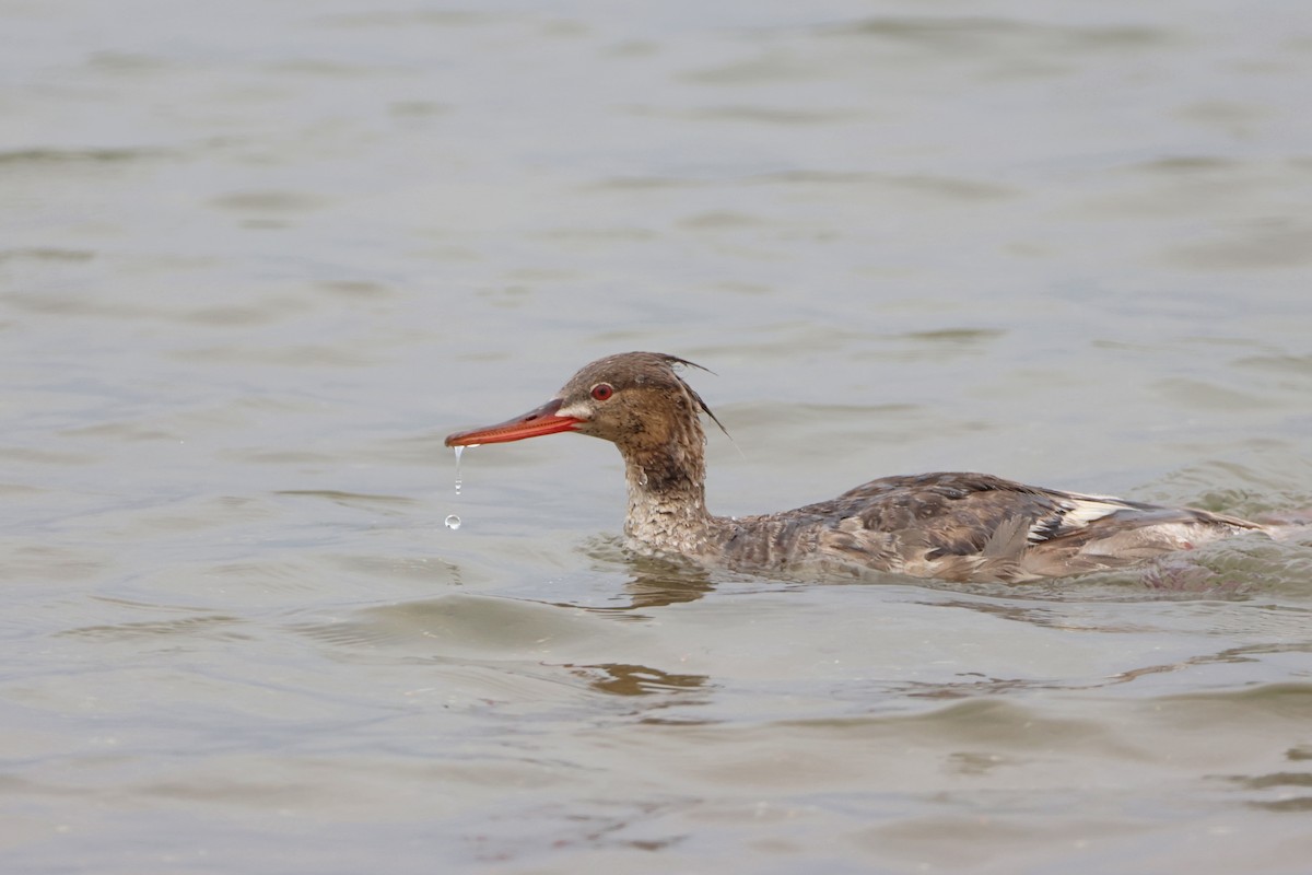 Red-breasted Merganser - ML622057556