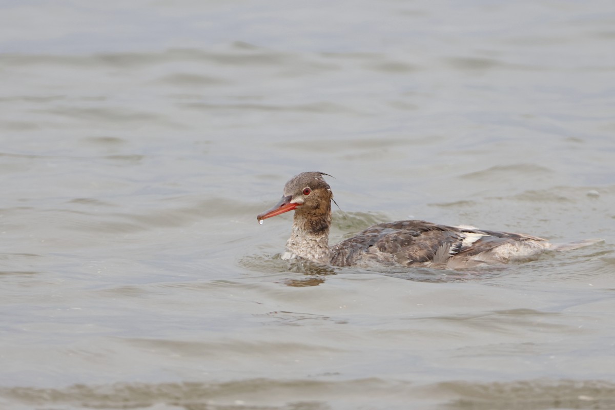 Red-breasted Merganser - ML622057563