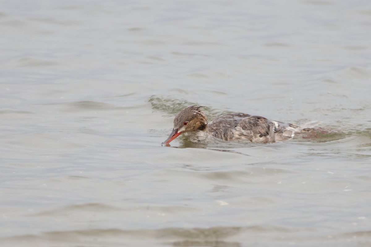 Red-breasted Merganser - ML622057564