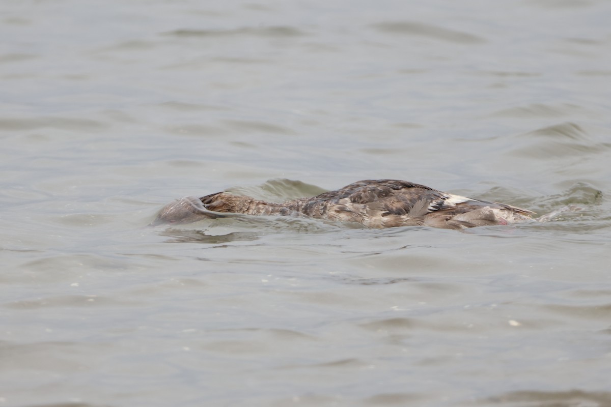 Red-breasted Merganser - ML622057565