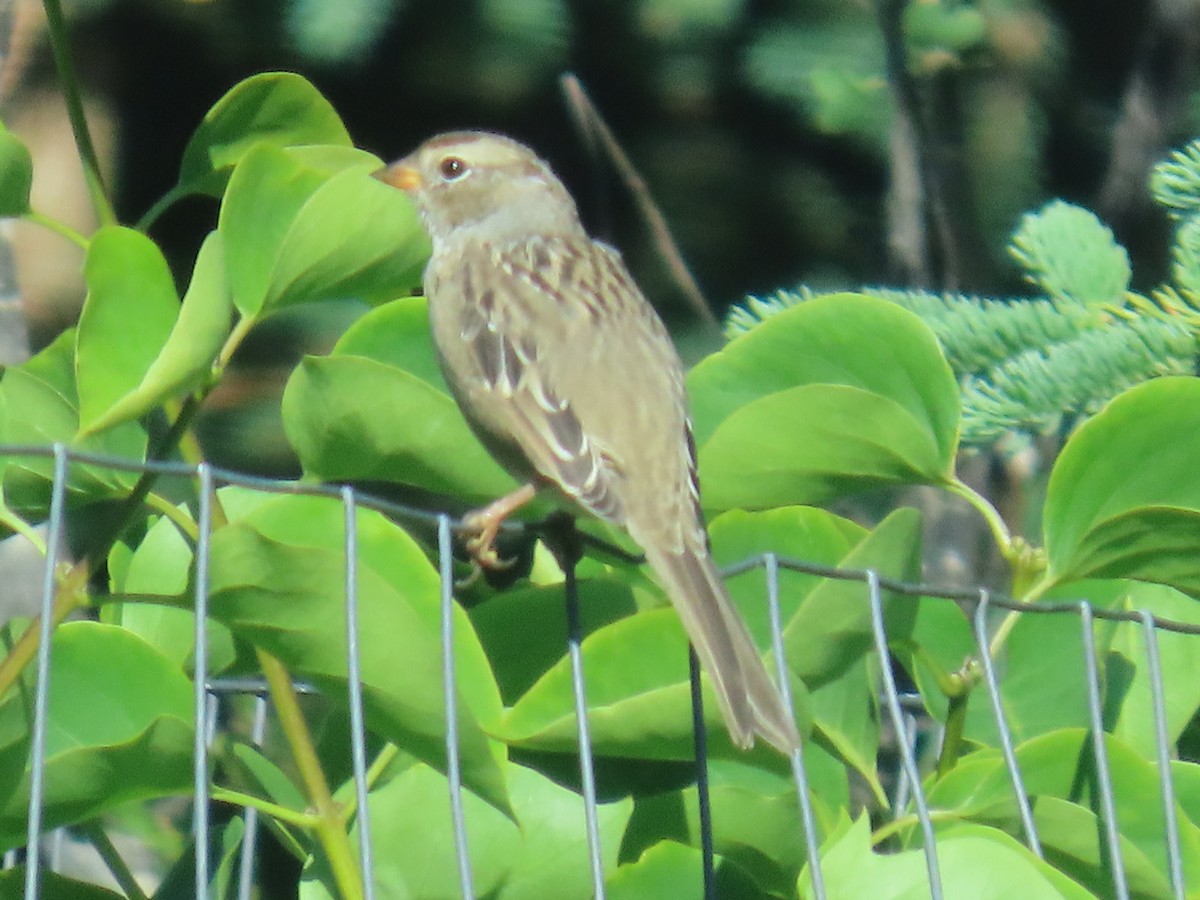 White-crowned Sparrow - Laura Burke