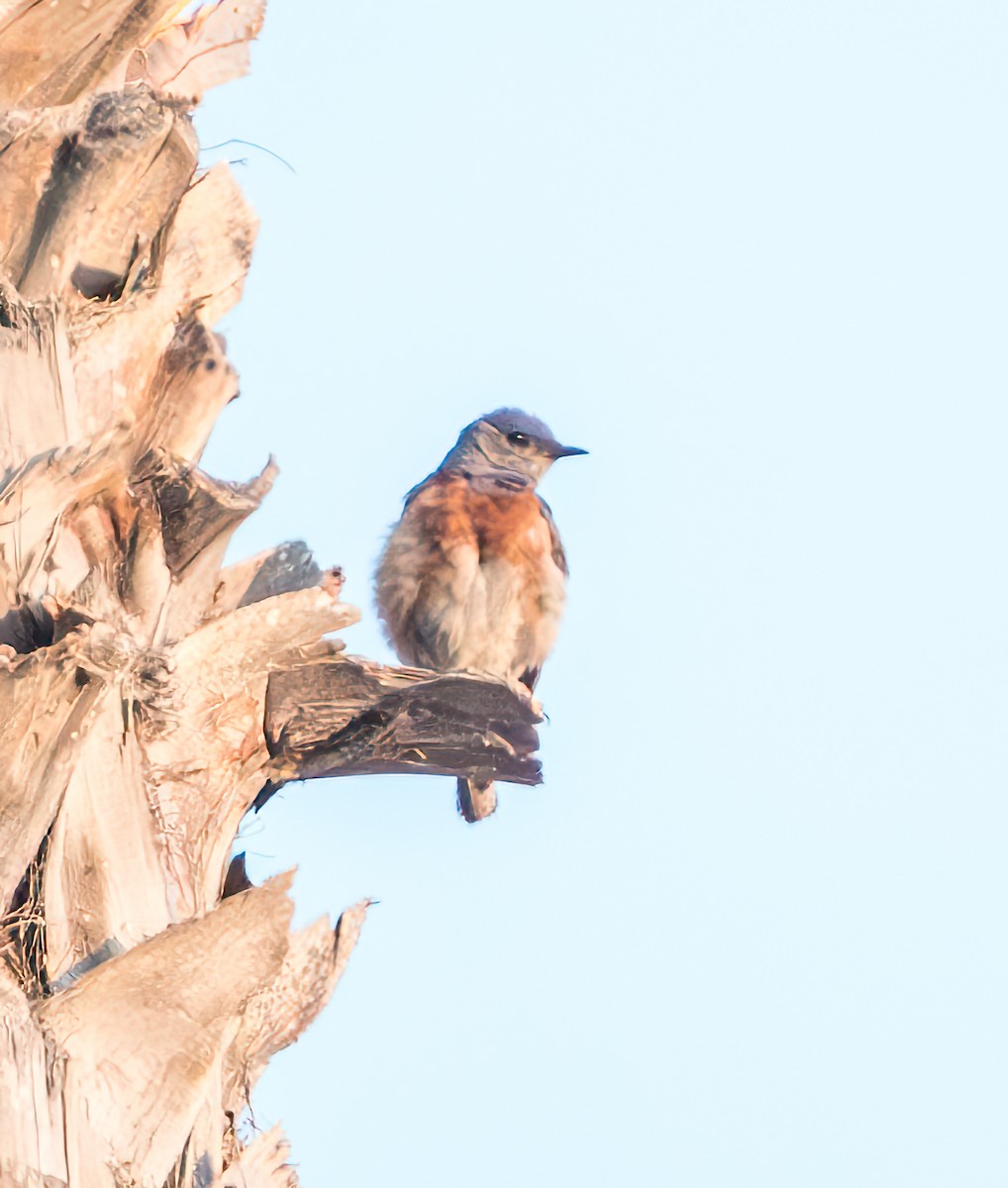 Western Bluebird - ML622057569