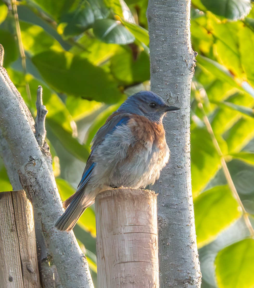 Western Bluebird - ML622057570