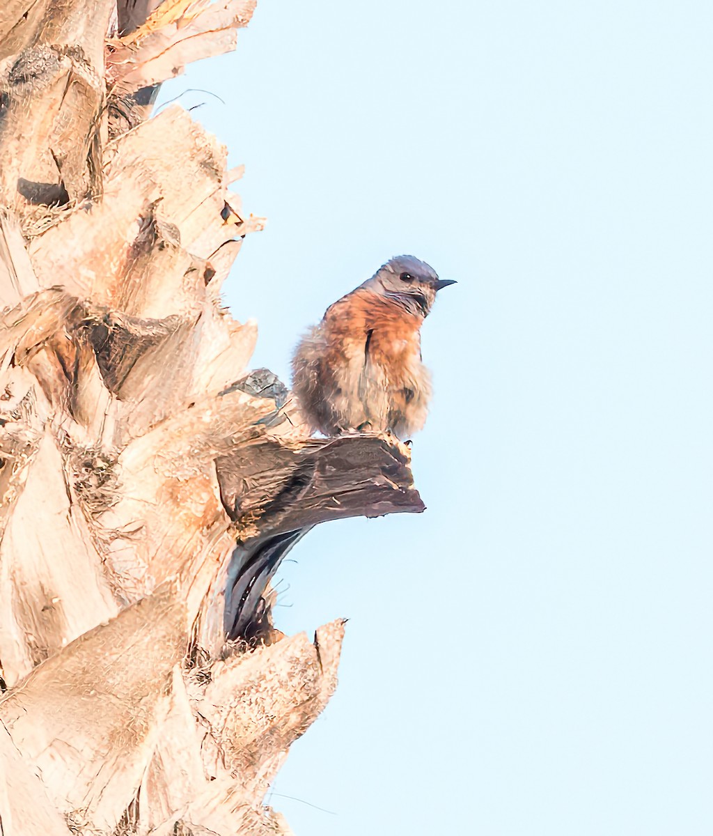 Western Bluebird - ML622057571