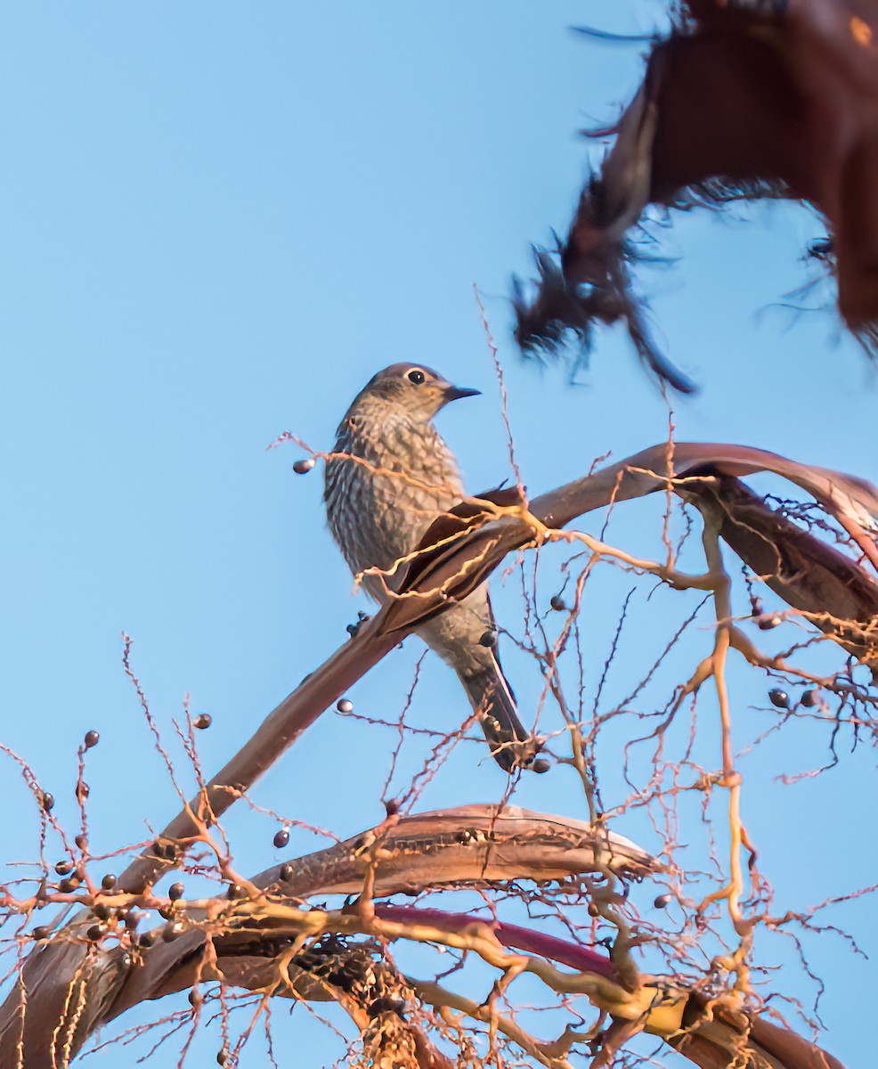 Western Bluebird - ML622057572