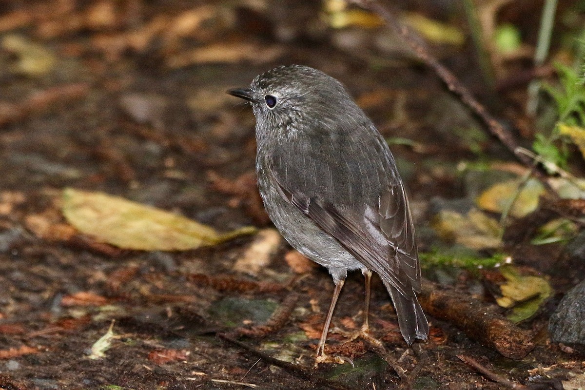 North Island Robin - ML622057573