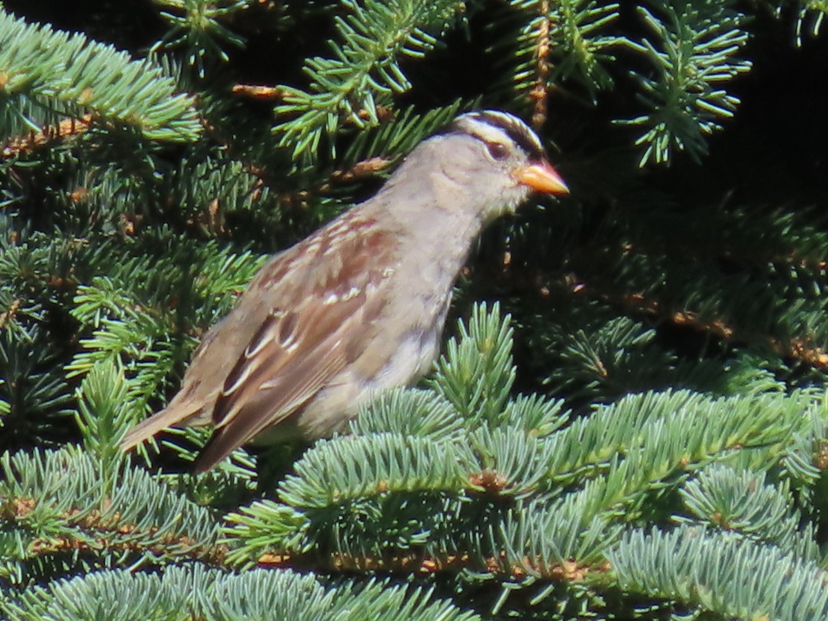 White-crowned Sparrow - ML622057574