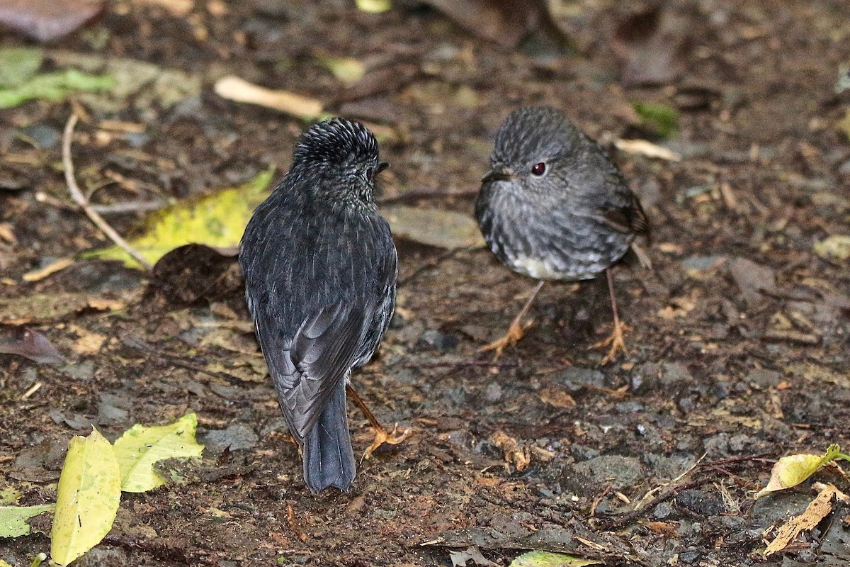 North Island Robin - ML622057575