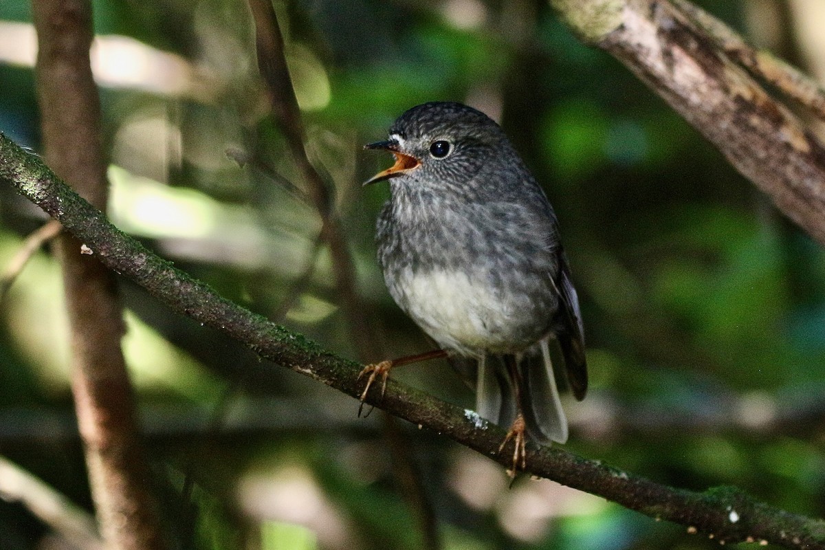 North Island Robin - ML622057576