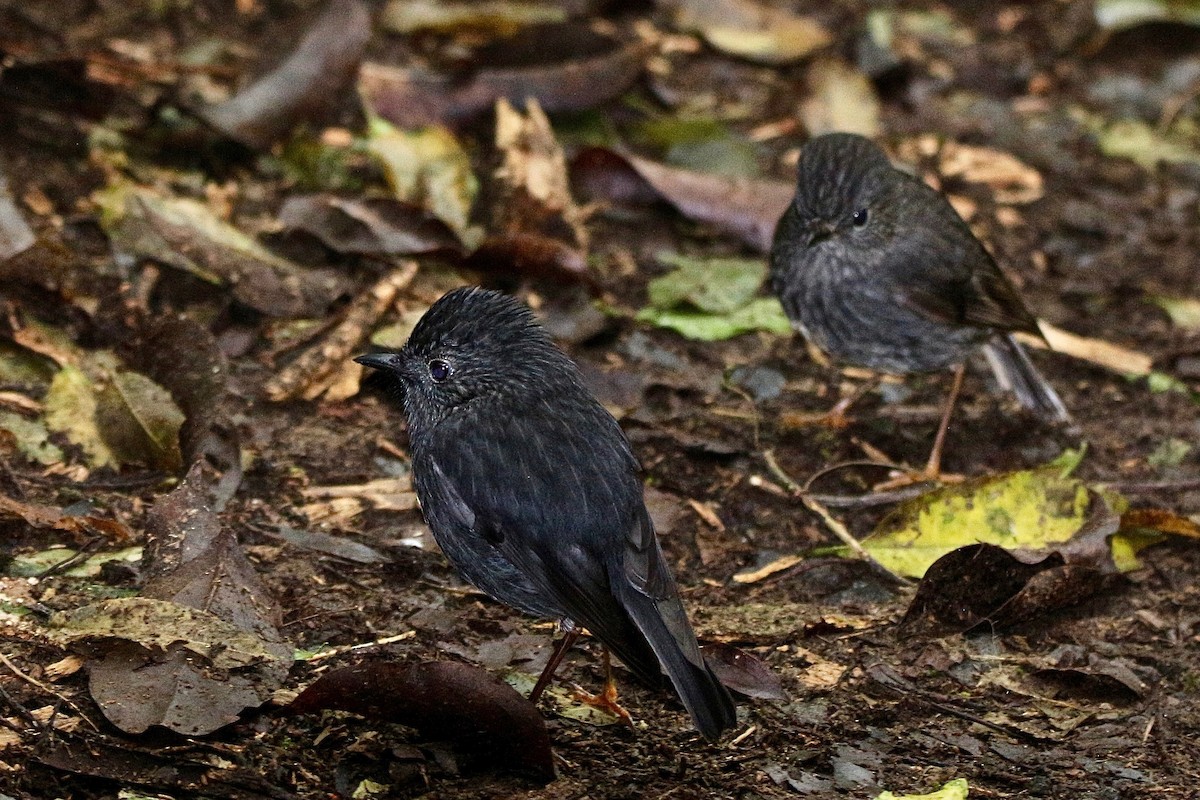 North Island Robin - ML622057578