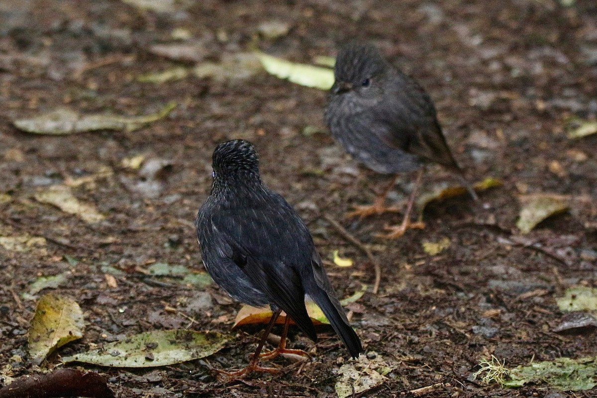 North Island Robin - ML622057579