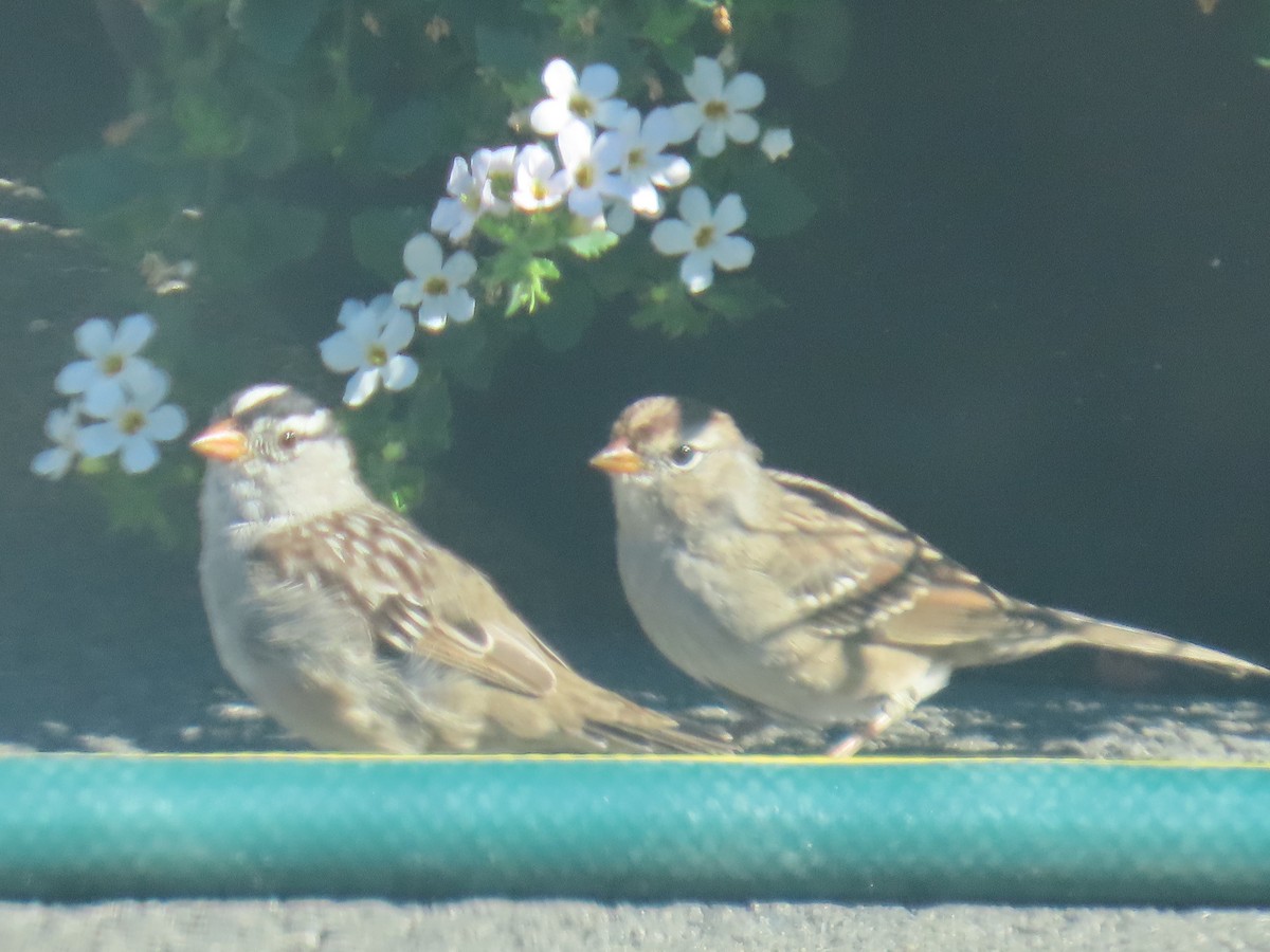 White-crowned Sparrow - ML622057580