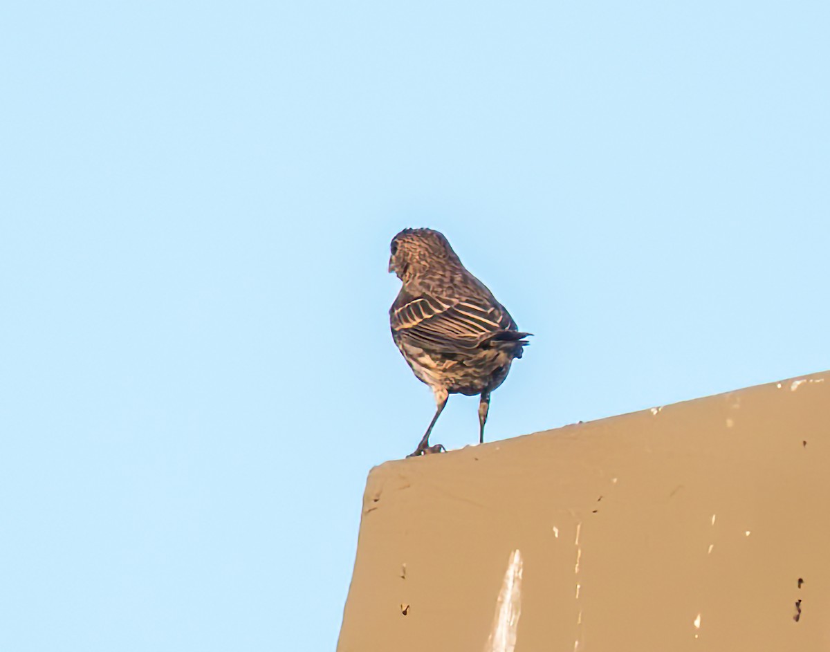 House Finch - ML622057582