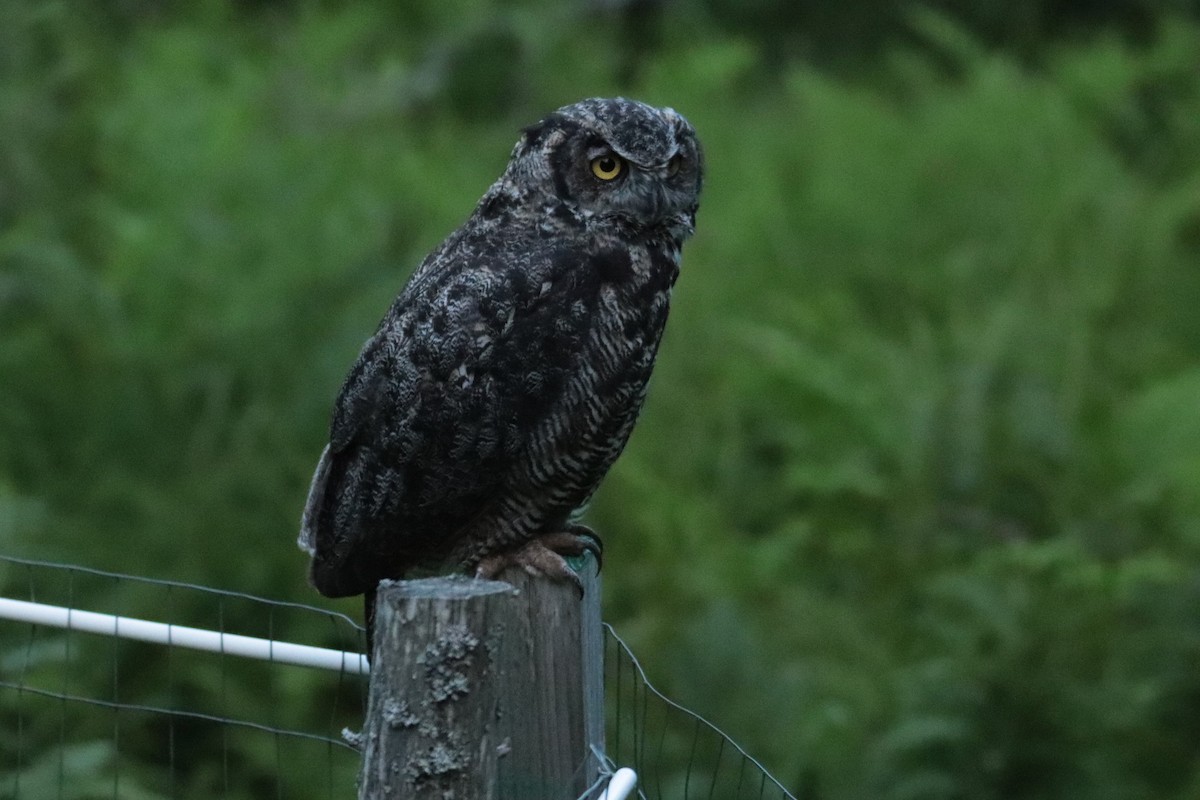 Great Horned Owl - ML622057583