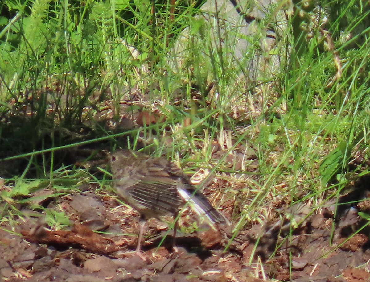 Dark-eyed Junco - ML622057584