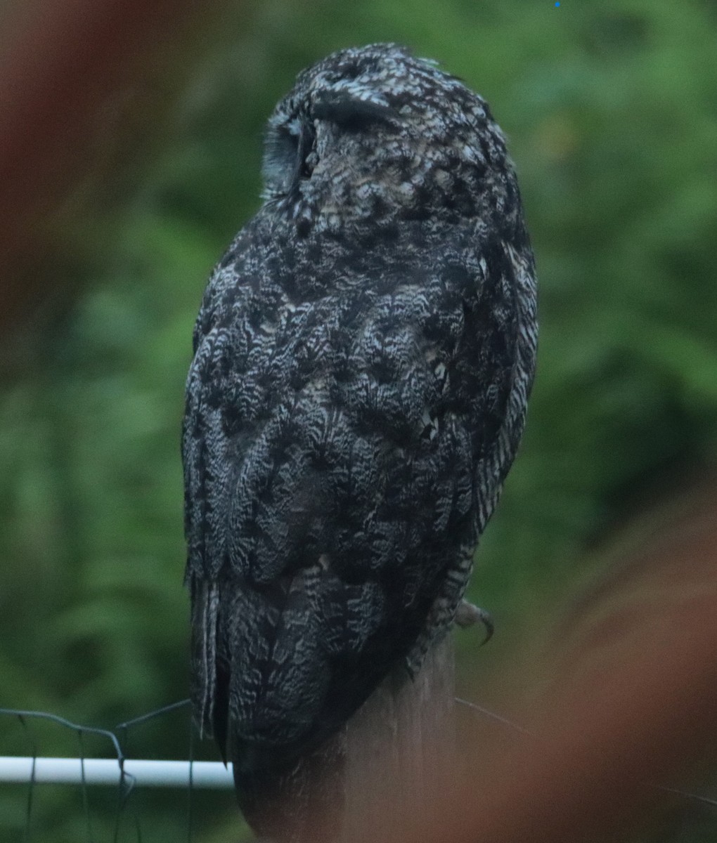 Great Horned Owl - ML622057587