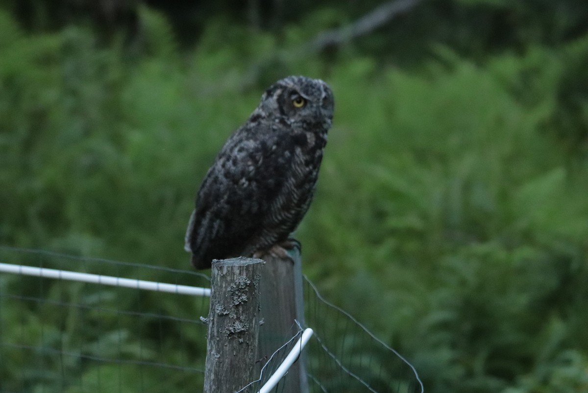 Great Horned Owl - ML622057588