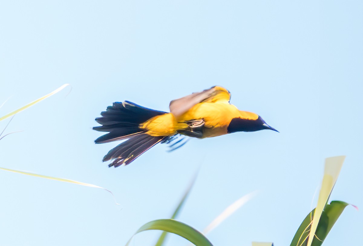 Hooded Oriole - Mary-Rose Hoang