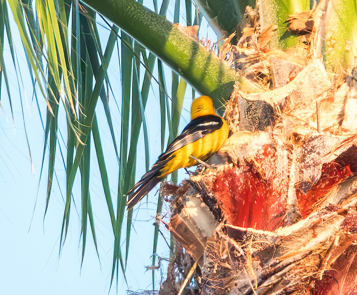 Hooded Oriole - ML622057591