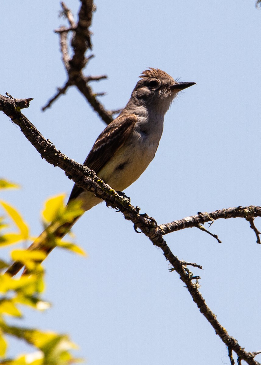 Ash-throated Flycatcher - ML622057593