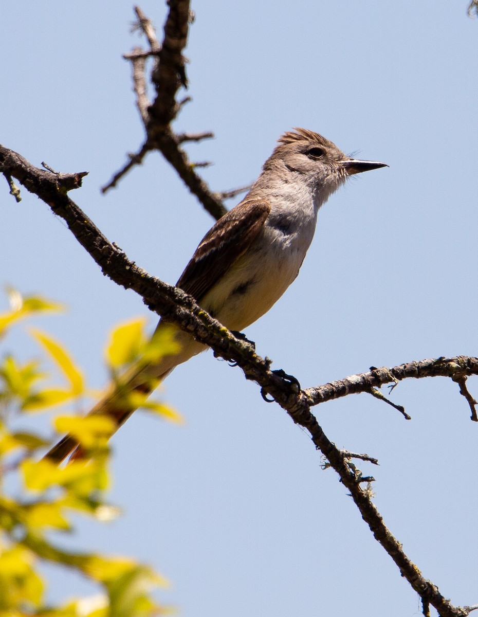 Ash-throated Flycatcher - ML622057594