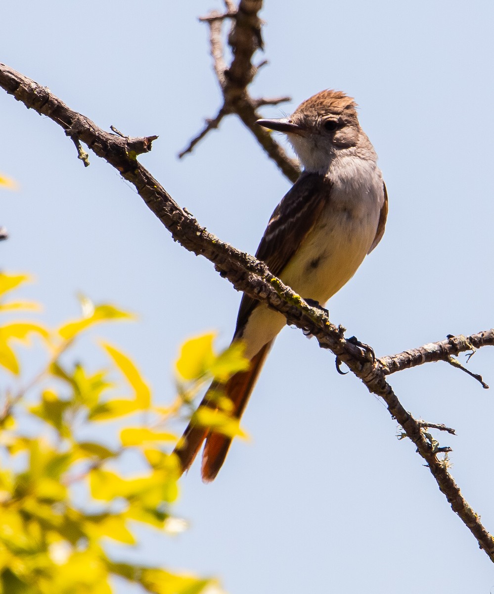 Ash-throated Flycatcher - ML622057595