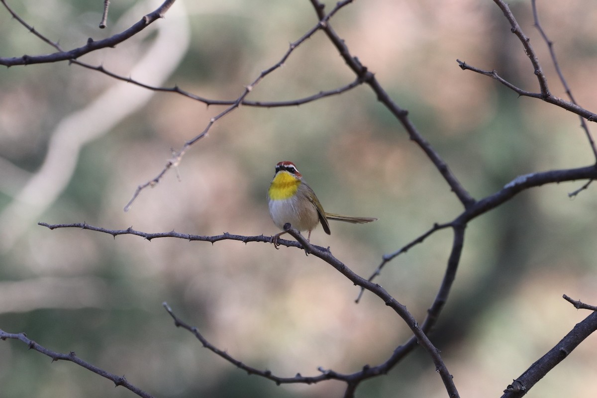 Rufous-capped Warbler - ML622057597