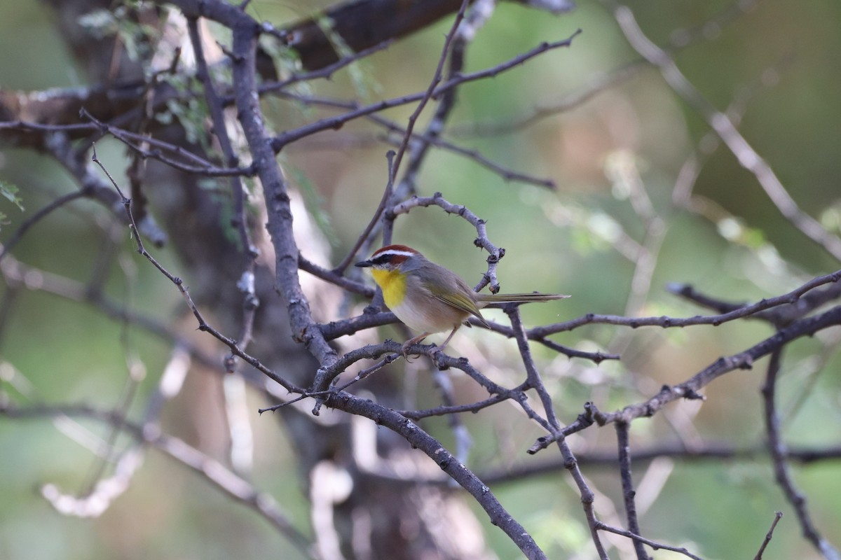 Rufous-capped Warbler - ML622057599