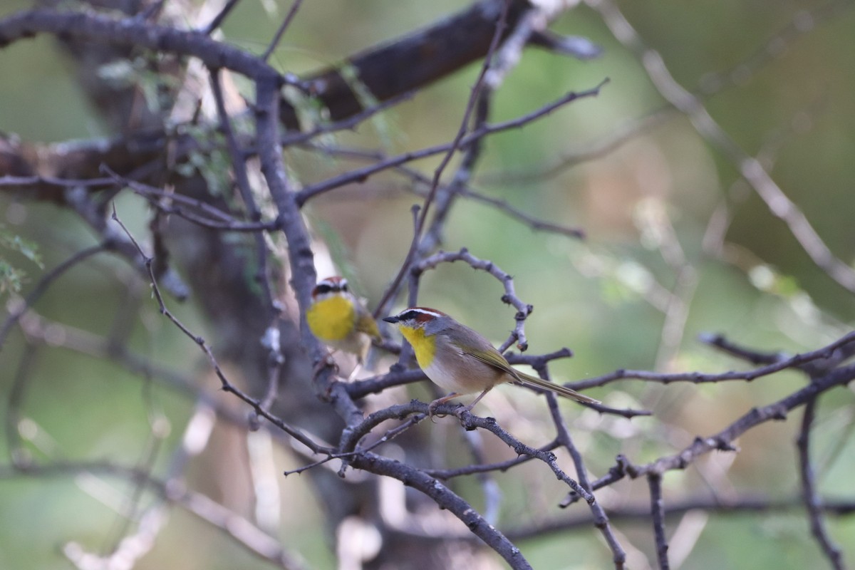 Rufous-capped Warbler - ML622057600