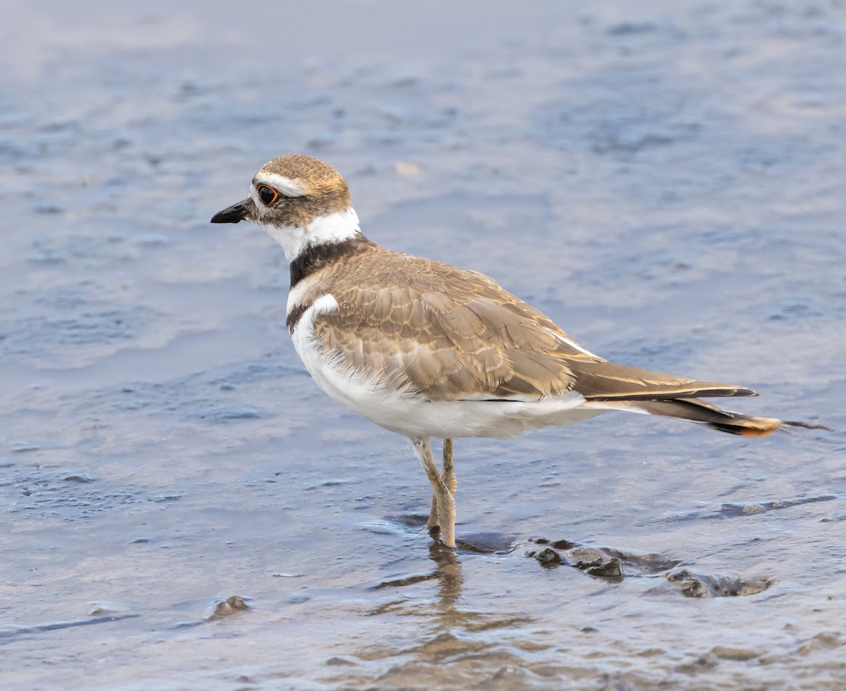 Killdeer - Joe Greenley