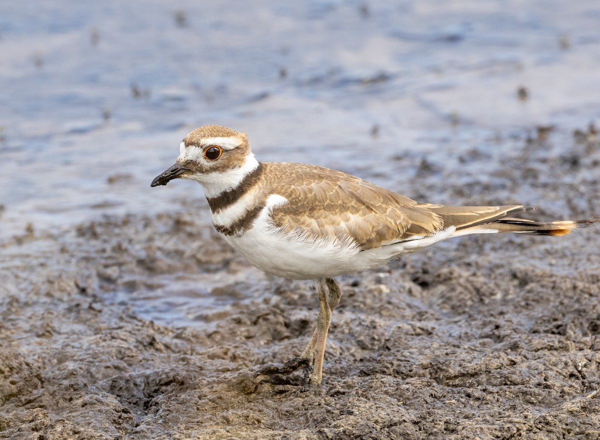 Killdeer - ML622057602