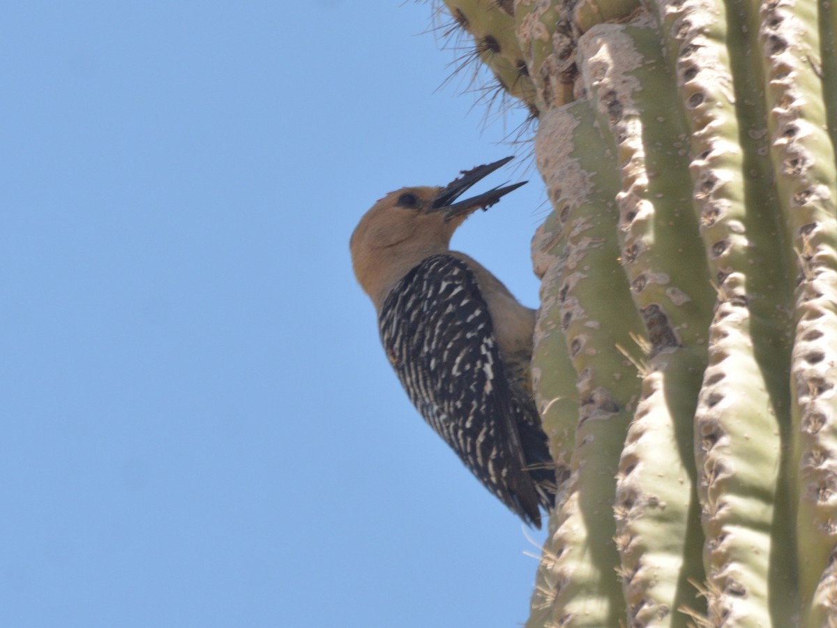 Gila Woodpecker - ML622057603