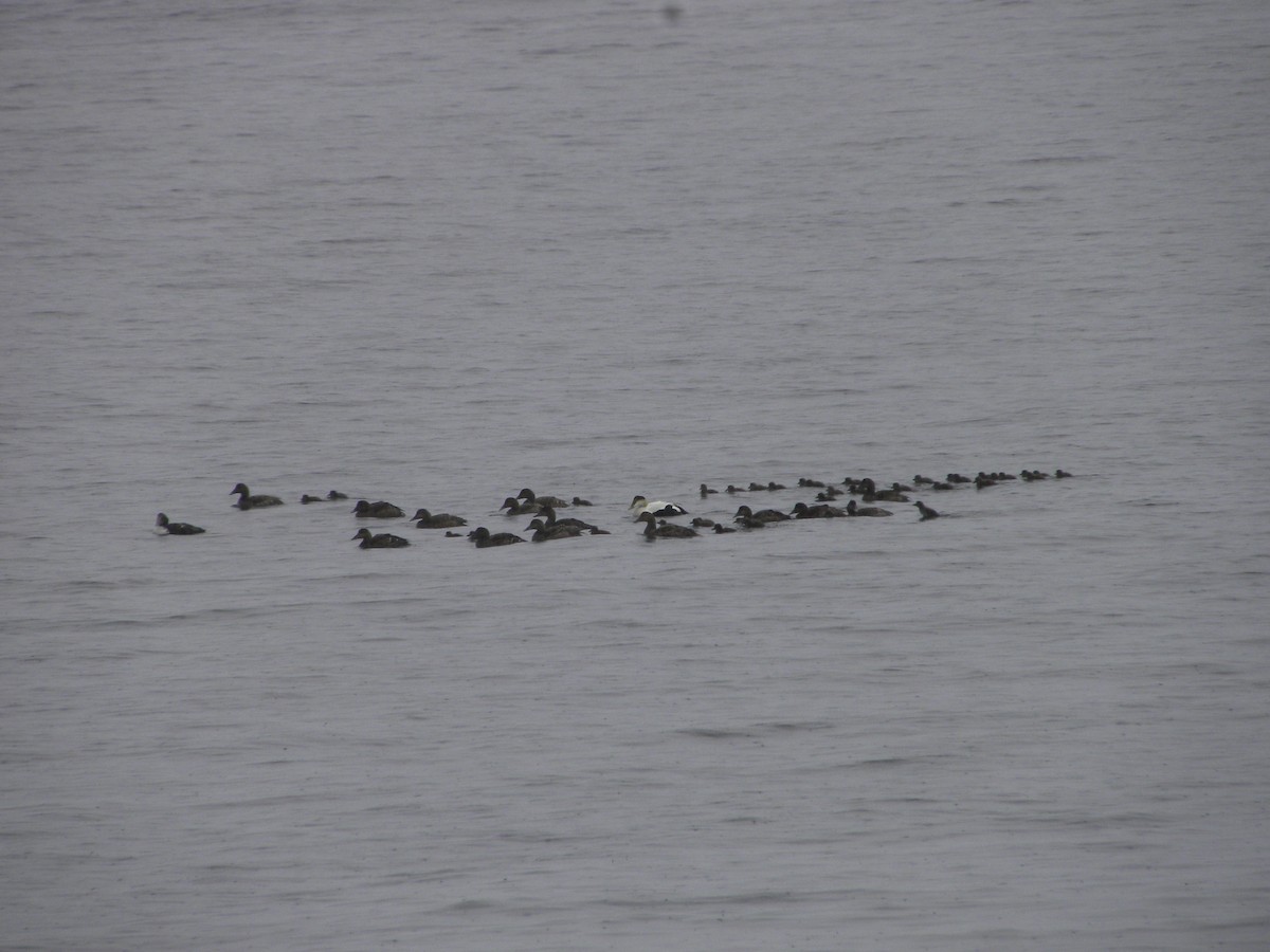 Common Eider - ML622057606