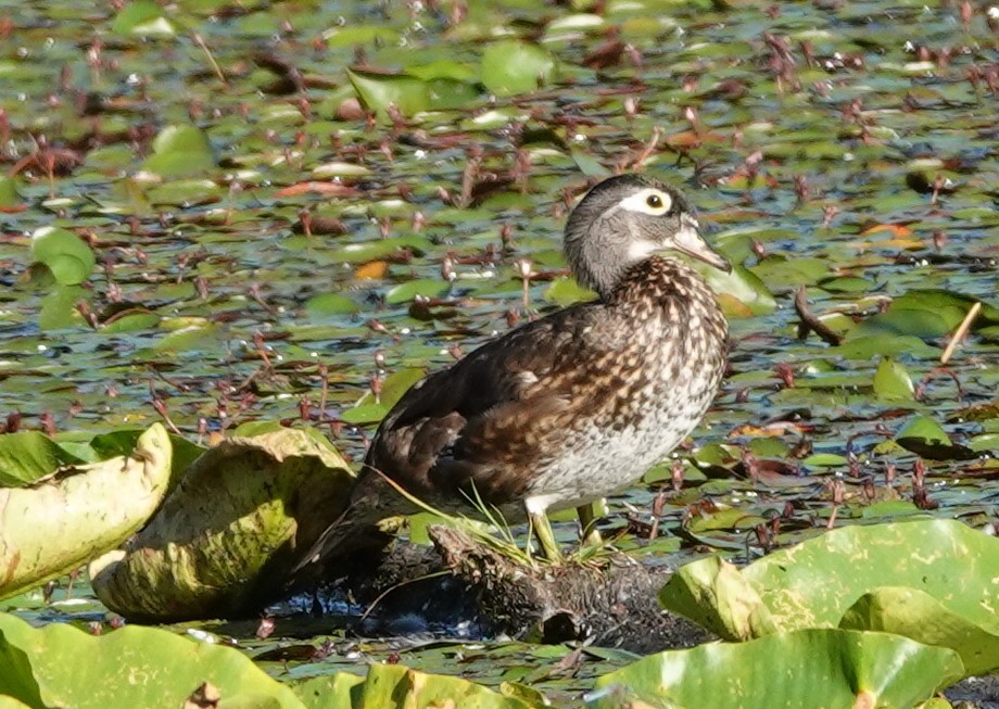 Wood Duck - ML622057608