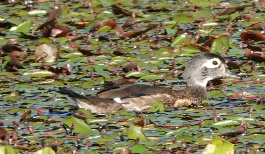 Wood Duck - ML622057609